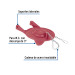 Sapo 3" para WC, silicona, rojo, cadena inox, Foset